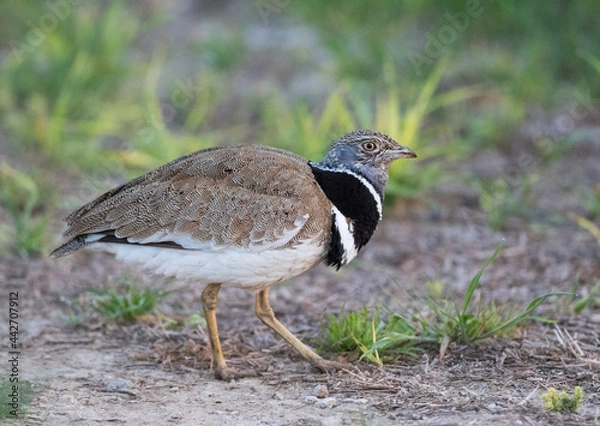 Obraz Kleine Trap, Little Bustard, Tetrax tetrax