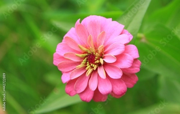 Obraz pink flower