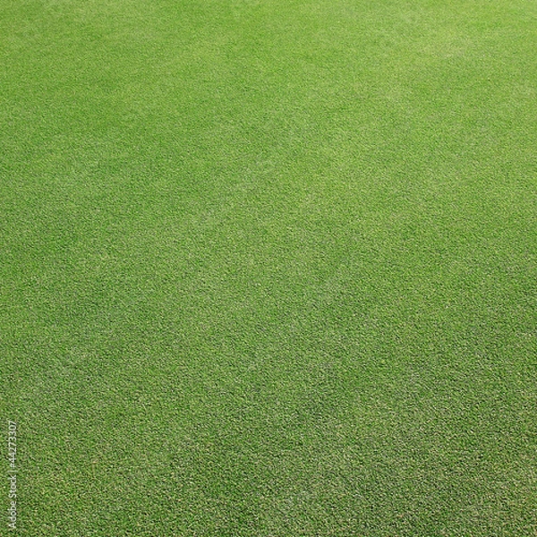 Fototapeta Green Grass texture