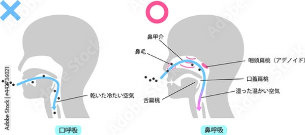 Fototapeta 鼻呼吸と口呼吸