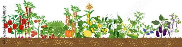 Fototapeta Border with different agriculture plants with ripe fruits and vegetables in all colors of rainbow isolated on white background. Harvest time