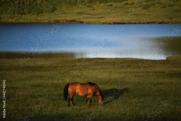 Obraz 湖と馬