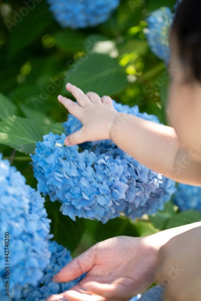 Obraz 紫陽花を触ろうとする赤ちゃん