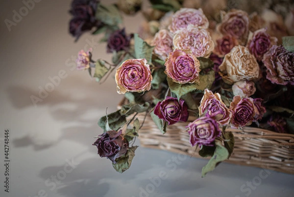 Obraz ドライフラワー