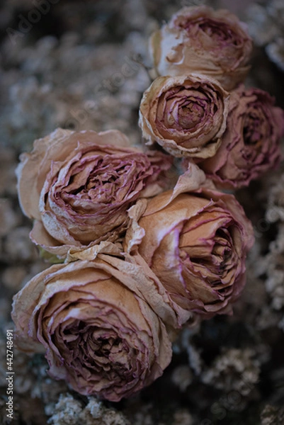 Obraz ドライフラワー