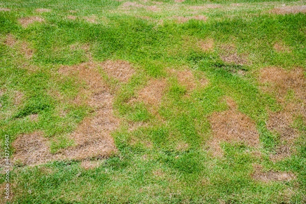 Fototapeta patch is caused by the destruction of fungus Rhizoctonia Solani grass leaf change from green to dead brown in a circle lawn texture background dead dry grass.