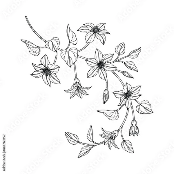 Fototapeta Hand drawn clematis floral illustration..