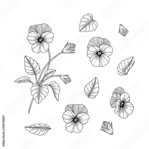 Fototapeta Hand drawn pansy floral illustration.