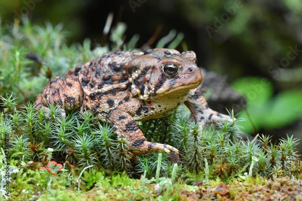 Obraz American Toad