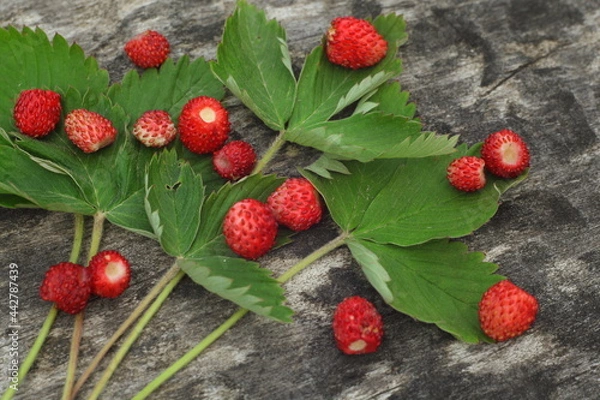 Fototapeta Pattern of forest wild strawberries and leaves
