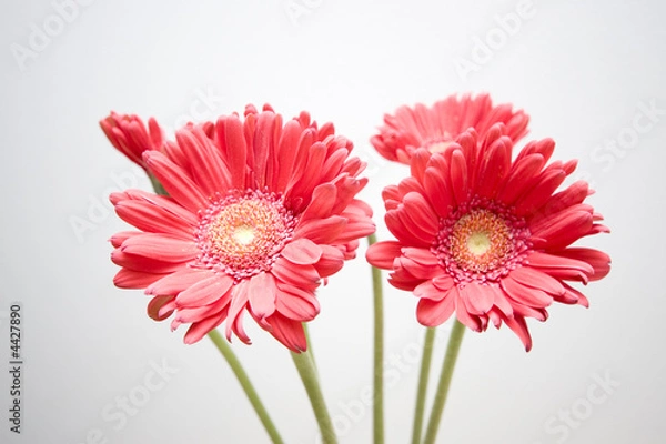 Obraz Daisies