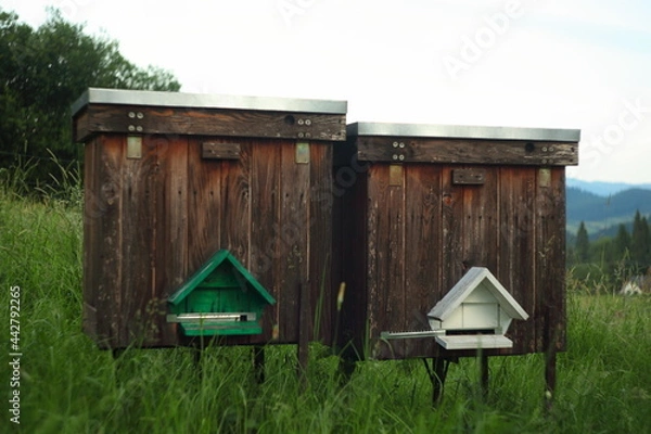Fototapeta Beehives in the grass