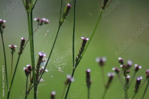 Obraz grass and flowers