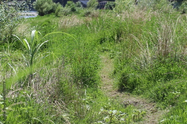 Obraz path in the grass