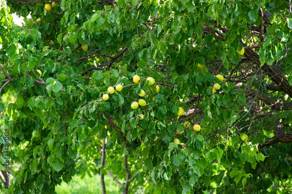 Obraz Ripe abricots on the tree in the summer garden