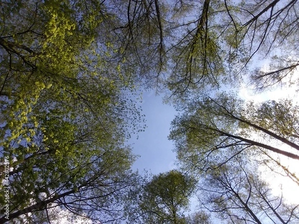 Obraz Céu com Arvores