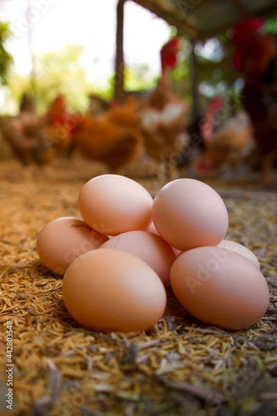 Obraz Farm Egg