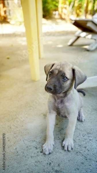 Obraz Susy the puppy