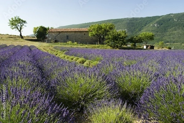 Fototapeta Lavender field with trees and house