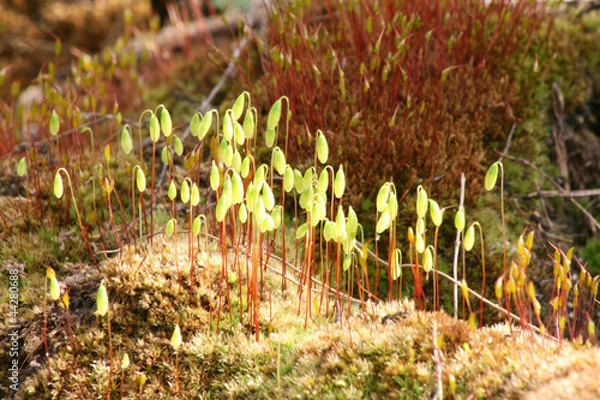 Obraz Цветущий мох