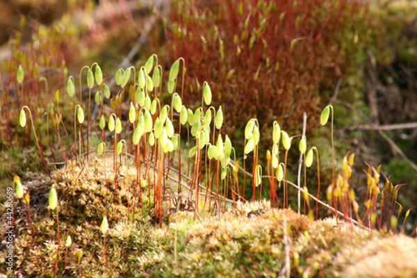 Obraz Цветущий мох