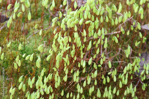 Obraz Цветущий мох