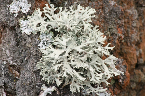 Obraz Лишайник