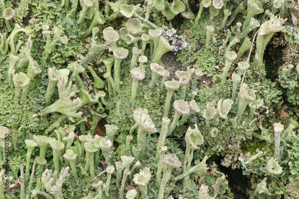 Obraz Кладония, лишайник