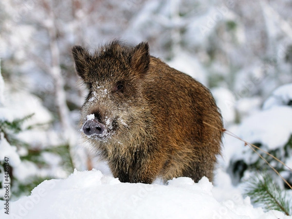 Obraz Wildschwein, Winter