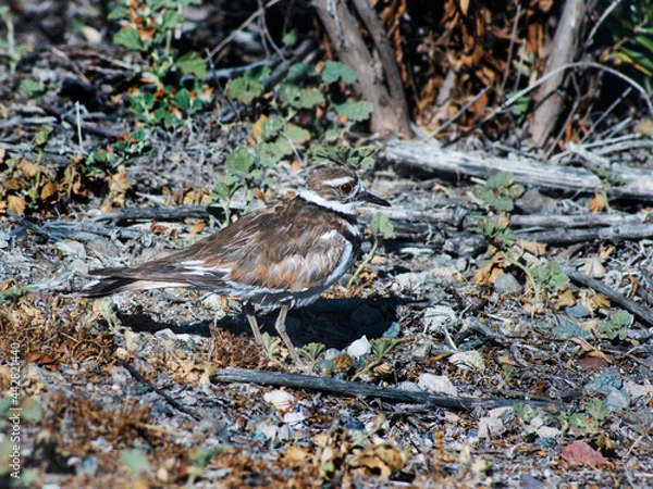 Obraz Killdeer colors providing camoflage on marsh ground.