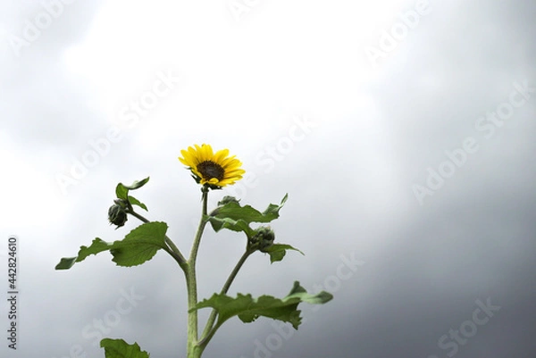 Fototapeta sunflower and clouds