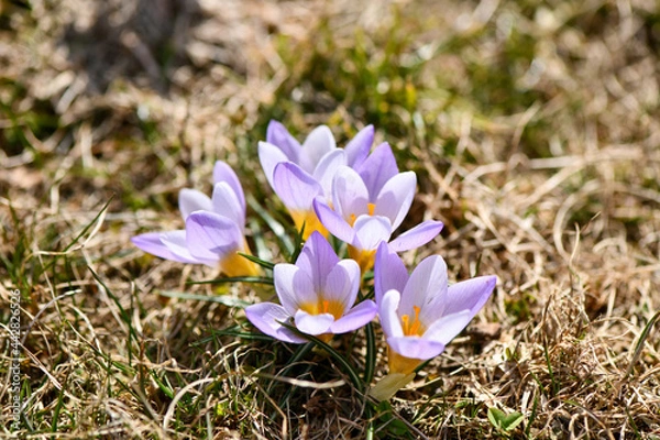 Fototapeta Soft floral background, field of crocuses, simple natural beauty