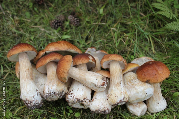 Obraz группа белых грибов