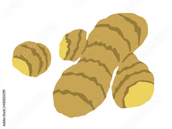 Obraz ショウガ　ベクターイラスト