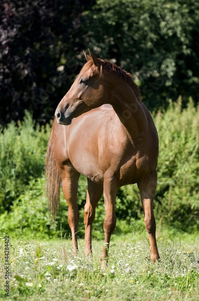 Fototapeta koń