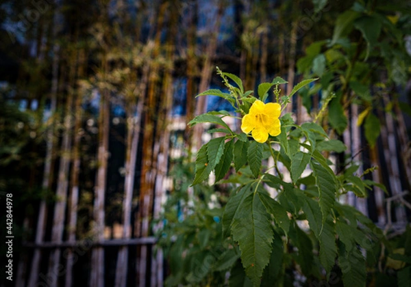 Obraz flowers in the garden