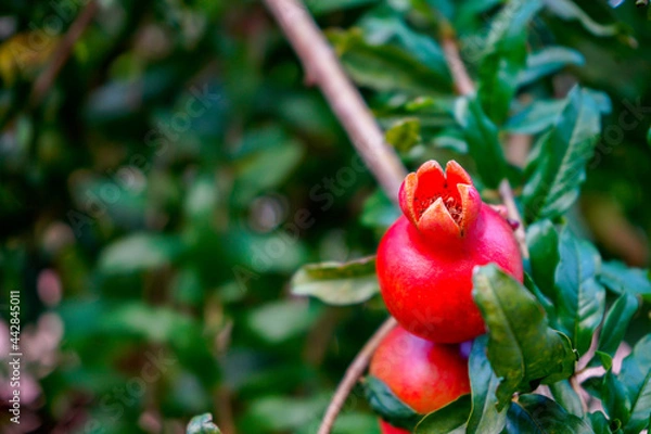 Obraz pomegranate on a tree