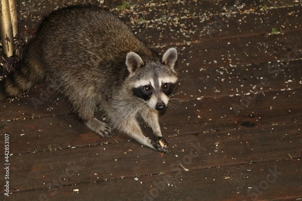Obraz Racoon eating at night time. 
