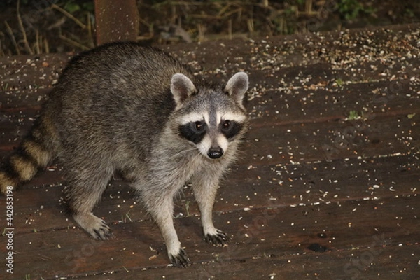 Obraz Racoon eating at night time. 