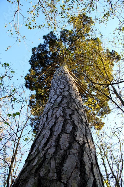 Obraz tree in autumn