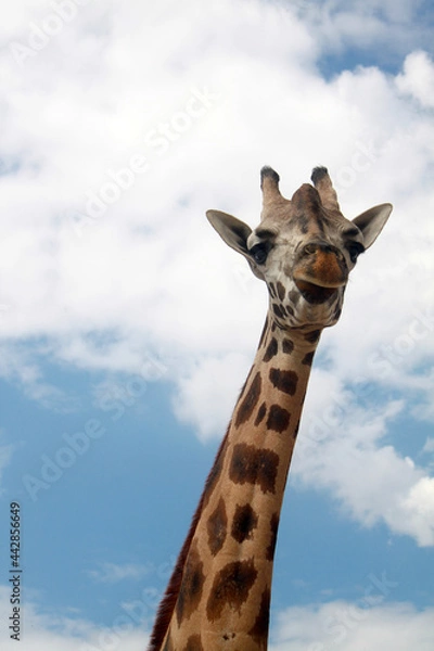 Obraz giraffe in the sky