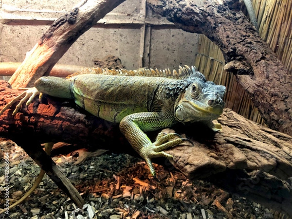Obraz iguana on the tree