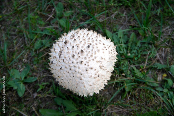 Obraz mushroom in the grass