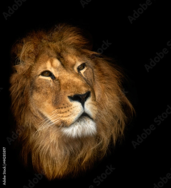 Fototapeta lion