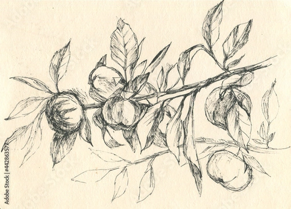 Obraz apple tree branch graphic sketch 