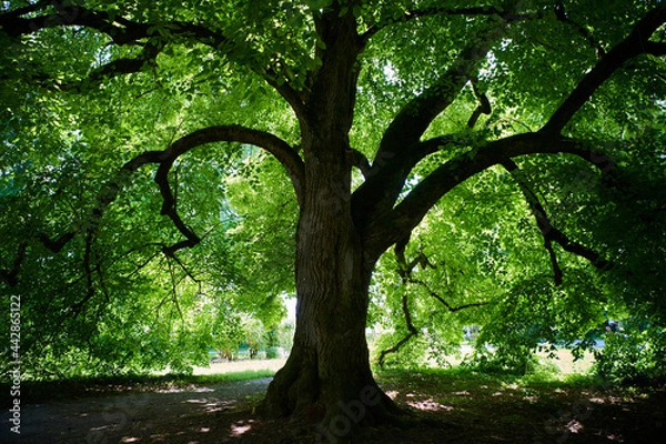 Obraz Baum