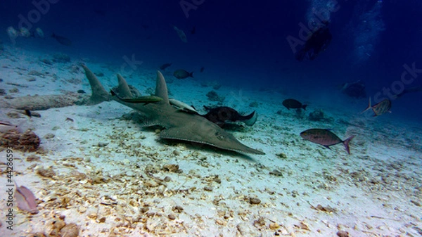 Obraz The guitar shark is patrolling its territory. An unexpected encounter of divers with a big fish.