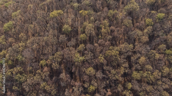 Obraz Above Baciu Forest