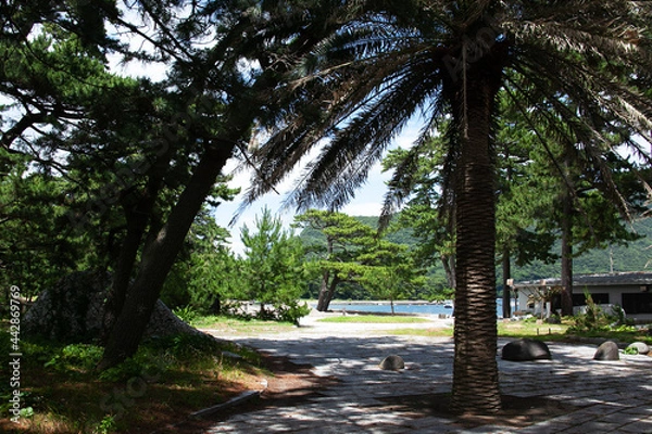 Obraz 松の木とパームツリー（御浜岬公園、戸田）｜和洋が混じった不思議な光景です