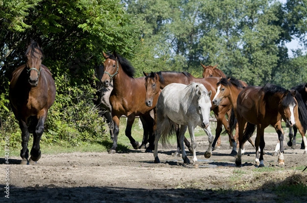 Obraz Stado koni